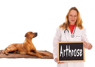 Das hilft gegen Arthrose bei Hunden